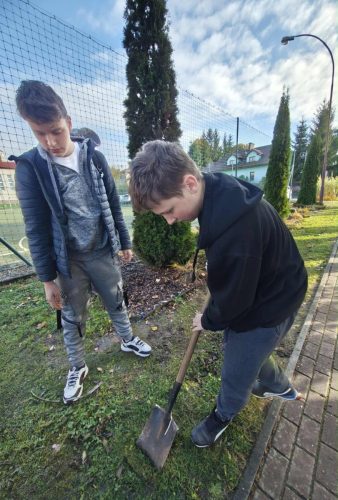 Uczniowie klas VIII wspólnie posadzili cebulki żółtych krokusów