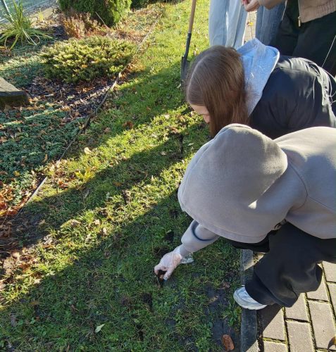Uczniowie klas VIII wspólnie posadzili cebulki żółtych krokusów