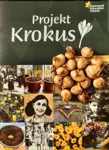 Uczniowie klas VIII wspólnie posadzili cebulki żółtych krokusów
